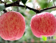 陕西乾县红富士苹果质量上乘