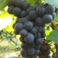 晋州市葡萄假一赔十