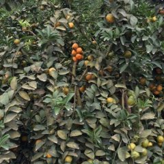 广西江洲莫科特沙糖桔火热上市