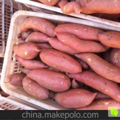 雄县红薯欢迎合作雄县徐丹诚信合作