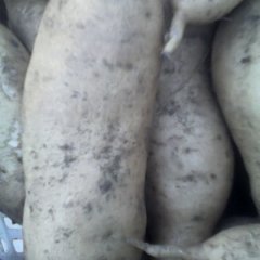 山东泗水苏薯8号红薯价格行情平稳