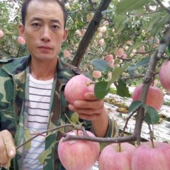 什么原因影响苹果行情！