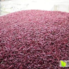 定襄辣椒质量上乘,定襄贺文庭诚信合作