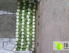 2015迁安白菜今年价格有看点