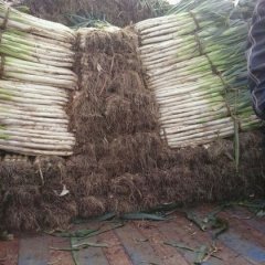 山东昌邑长白大葱绿色无公害