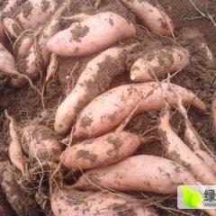 河北雄县龙署九号红薯名优产品