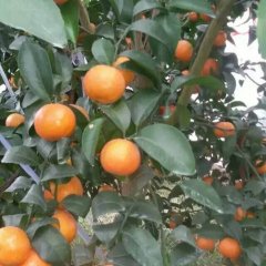 广西蒙山沙糖桔火爆招商中