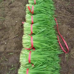 乐亭12月平韭6号韭菜