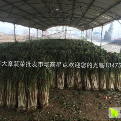 昌邑大葱著名品种,围子高星点诚信合作