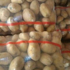 甘肃安定青薯9号土豆聚焦市场