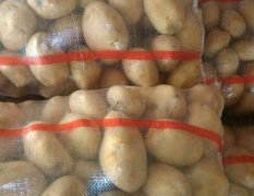 甘肃安定青薯9号土豆聚焦市场
