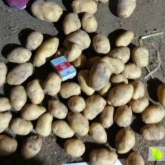 围场三区郭邺12月克新一号土豆