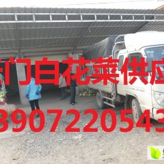 天门张港老曹万亩白花菜供应