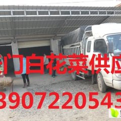 湖北天门张港老曹万亩白花菜供应