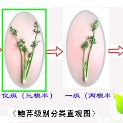 章丘章丘张丽娜章丘鲍芹芹菜
