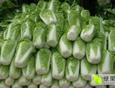 肥城白菜产销两旺本处大量代收优质白菜