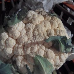 大量供应金乡菜花