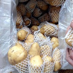 山东肥城荷兰十五土豆逐渐升温