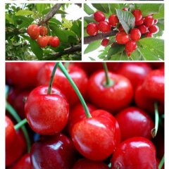 2015安丘樱桃现在订货有惊喜