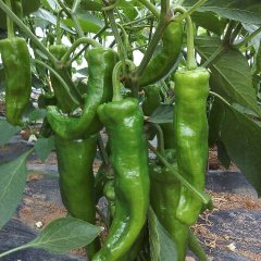 福建省泉州市晋江市江辣椒是名优特产
