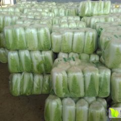 山东肥城北京新三号白菜名优产品