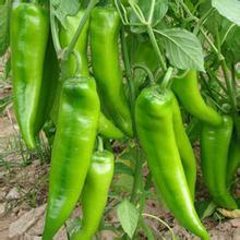 砀山范庄范先生4月301辣椒