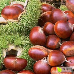 费县板栗品质优良费县英先生诚信合作