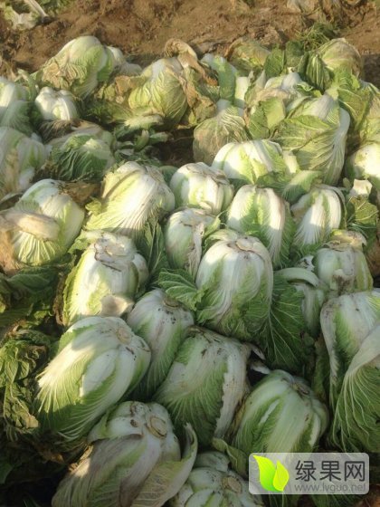 2015年河南夏邑青杂三号价格