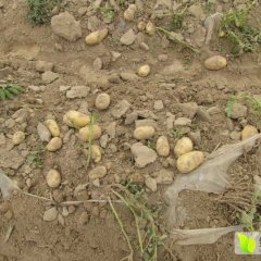 山东惠民荷兰十五土豆口感爽口