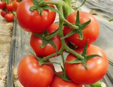 2015寿光雷特大红番茄种子再不来就没机会了！