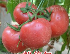 寿光最好的西红柿种子--粉倍尔 番茄种子长势旺盛
