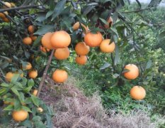 2015彭山柑橘值得出手