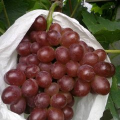莱西日庄周振东12月红宝石无核葡萄