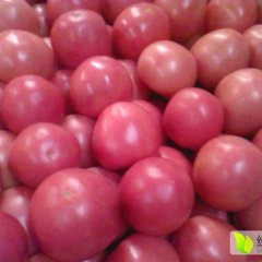 2016山东粉红西红柿抓住商机无限