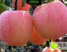 陕西省大荔县红富士苹果掉价了，
