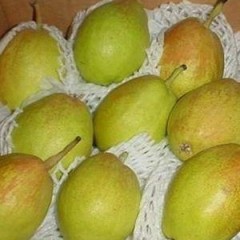 大荔县冷库红香酥梨价格行情