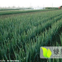 滕州张寨闵先生9月长白大葱