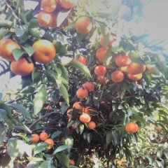 广西全州沙糖桔营养丰富