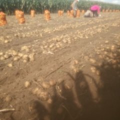 吉林公主岭延薯四号大量上市