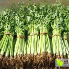沂南刘家庄子市场供应玻璃翠和西芹带根
