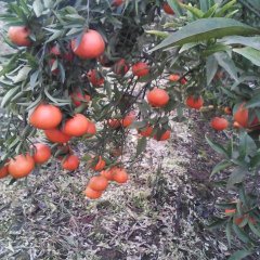 彭山柑橘香甜可口黄丰徐俊华诚信合作