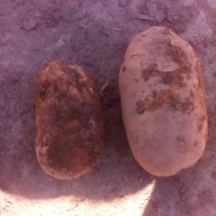 吕梁岚县土豆批发芽眼浅光溜价格优惠