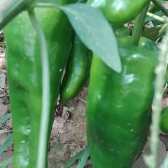 夏邑辣椒口感爽口郭李集北段闫鹏诚信合作