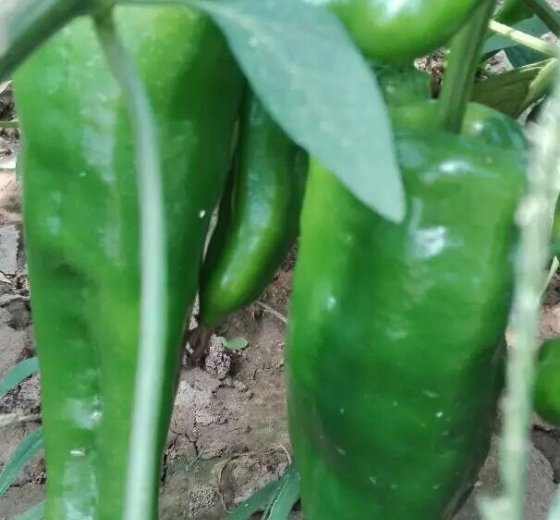 2015年河南夏邑线椒价格