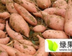 2015肥城优质【红薯431】大量供应中！