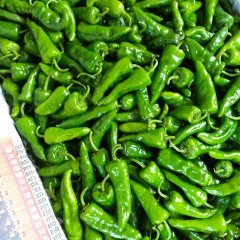 徐闻下桥柯方德10月余干椒辣椒