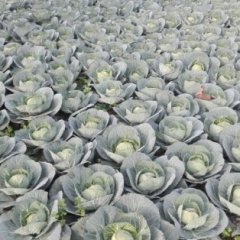 宜城鄢城高亚兰10月娃娃菜大白菜