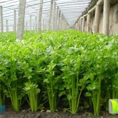 2015济阳芹菜俏销大江南北