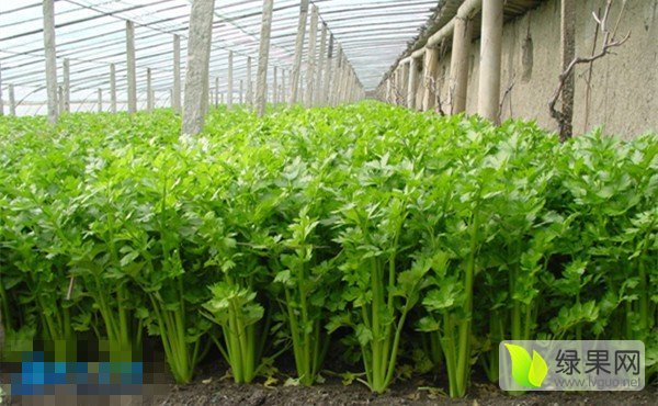 2015年山东济阳玻璃翠芹菜价格