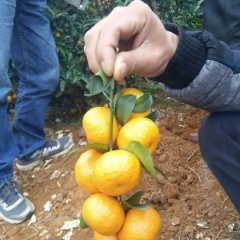 2015江洲沙糖桔价格波动不大